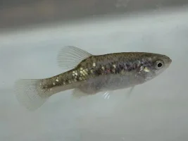xenotoca variata