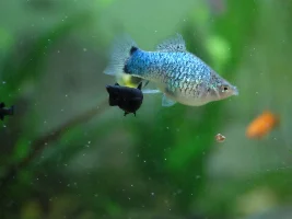 My fish just gave birth - what should I expect?