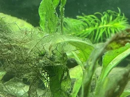 Algae? Bacteria??
