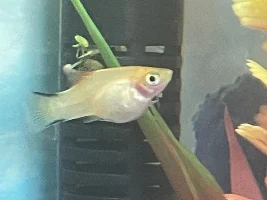 Platy pregnant or sick?