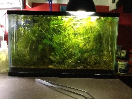 10g Betta Tank Journal