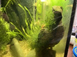 There is just nothing cuter than pygmy corys
