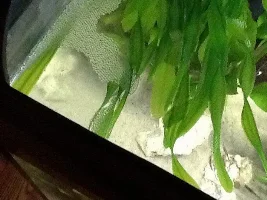 Bubble Nest?