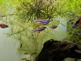 Dwarf Pencilfish bloated/deformed?