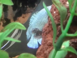 Sick Blue Gourami