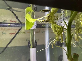 How to anchor pothos?
