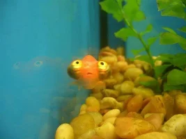Celestial Eye Goldfish