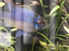 Electric Blue Ram - looks like fungus or hole in the head