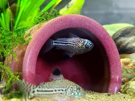 My fish got a problem
