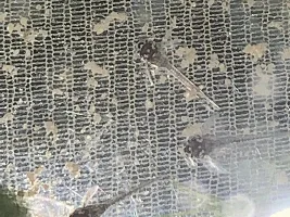 Peppered Cory eggs close to hatching!