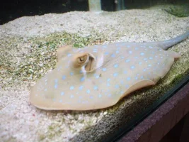 Our New Blue Spotted Stingray