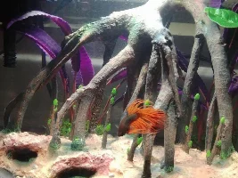 Will this work? DIY Betta dividers