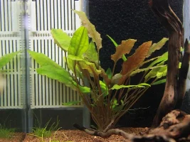 My New Aquarium