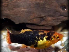 Some of my platies.