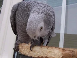 Pictures of my Parrots