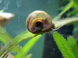 What is this snail