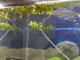 Fry ID (if possible)