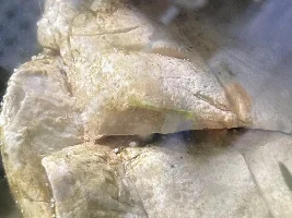 What the heck is this bug in the tank?