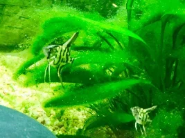 My Angel Fish