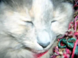 Josie the Pussy Cat