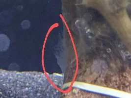 A place 4 my questions & ponderings as I build a 34 Gallons (127L) tank