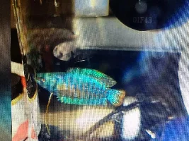 Is this a Betta?? I want to help