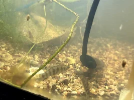 100's of neocardia... a rare glance into my shrimp tanks....