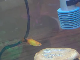 Pregnant platy?
