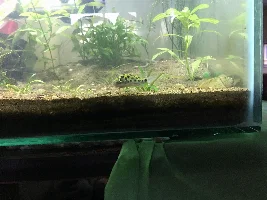 Dying gsp?