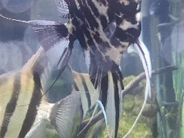 Sexing angelfish