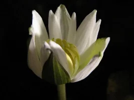 Nymphaea Lotus Zenkeri Flowering