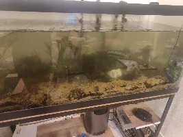 Moving My 75 gal Planted Tank