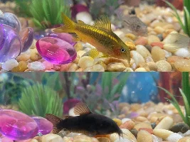 New corys