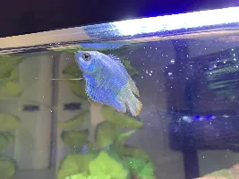 Dwarf guarami problems