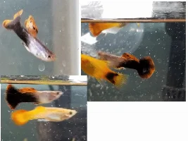 How can I curb aggression within a community tank?