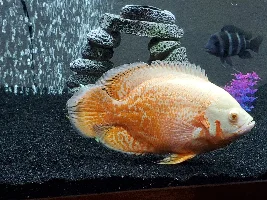 Got my hands on a true albino oscar.