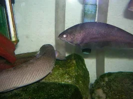 A Few Of My Fish...