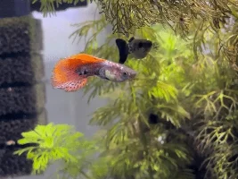 Showing off my male guppy