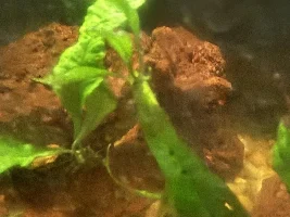 Java Fern Question.
