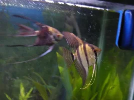 Add-on To Vampireplecs Thread