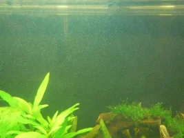 Strange Particles In The Water
