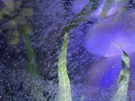 white film over water surface