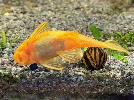 Browsing at my LFS