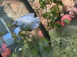 Is my gourami pregnant or is it male?