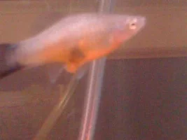 Swordtail Issues