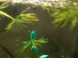 Baby Goldbreast/Trout Goodeids!