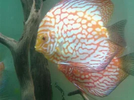 Breeding My Discus