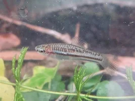 Planning A Livebearer Tank