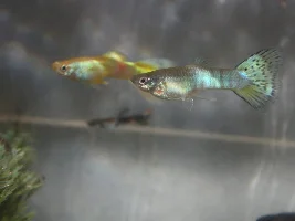 A late blue guppy male...