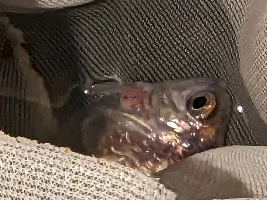 Strange lump on neon tetra